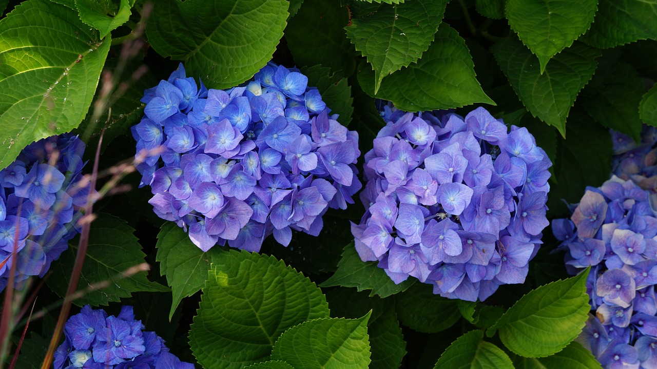 garden  flowers  hydrangea free photo