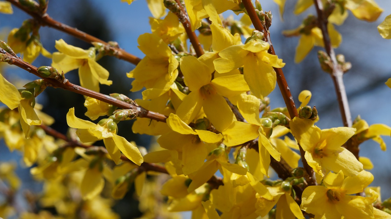 garden  flowers  forsythia free photo