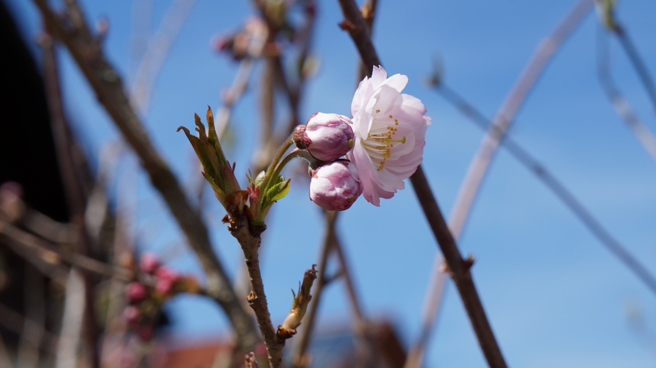 garden  flowers  blossom free photo