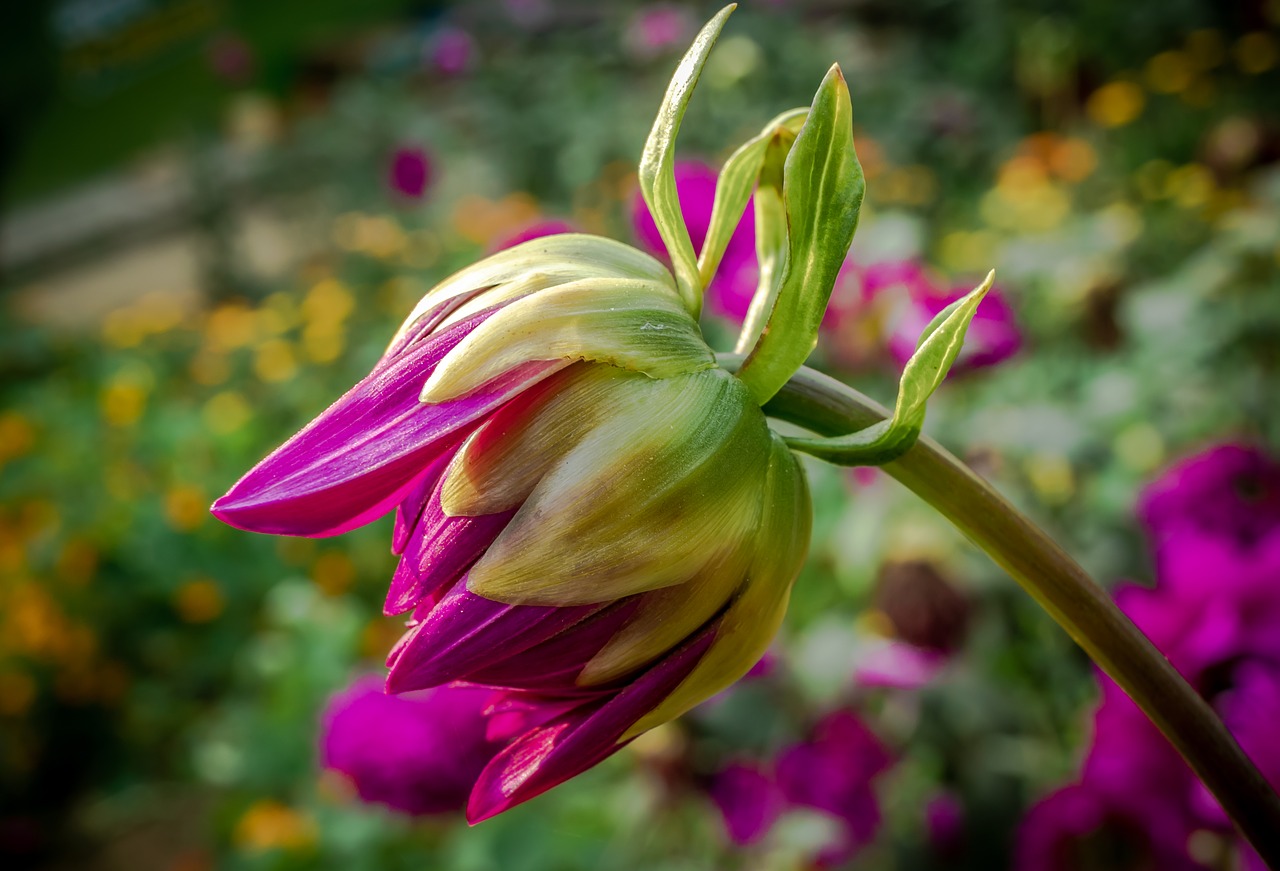 garden  dahlia bud  plant free photo