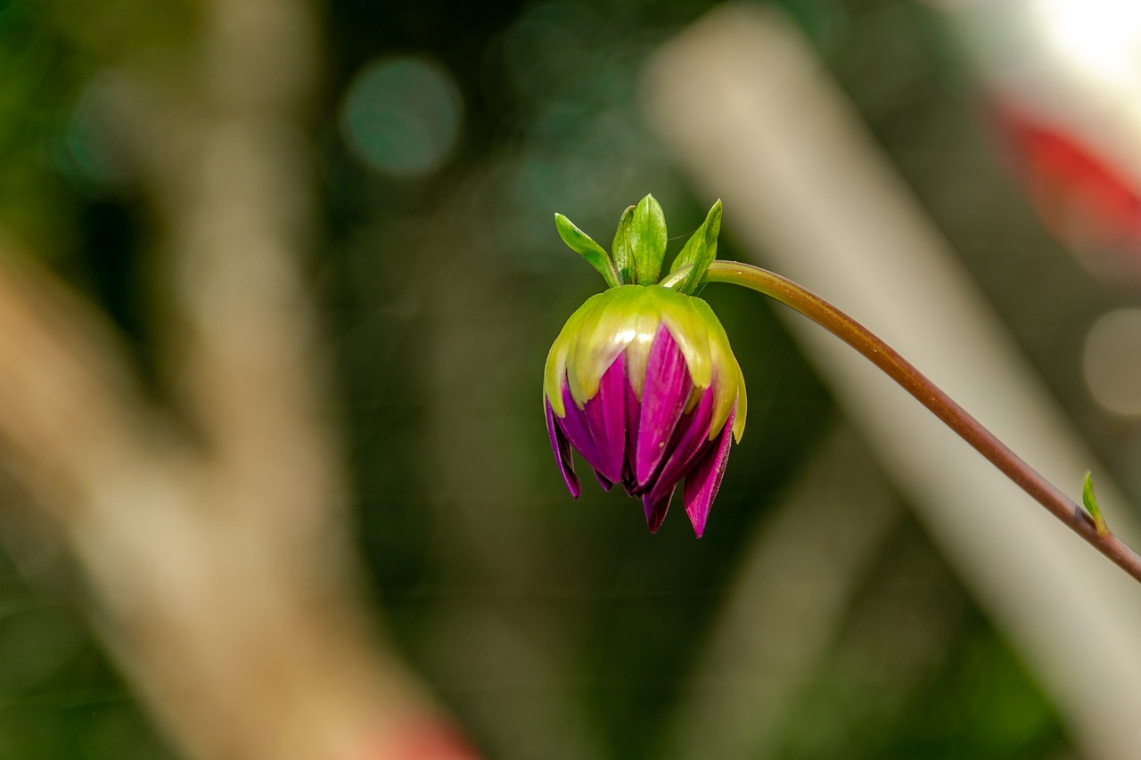 garden  bud  flower free photo