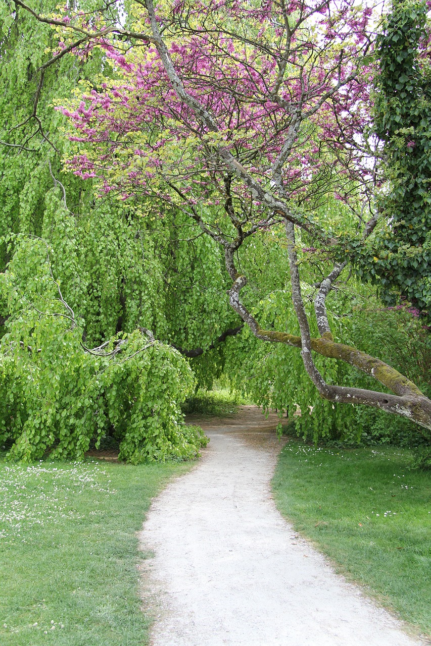 garden  path  nature free photo