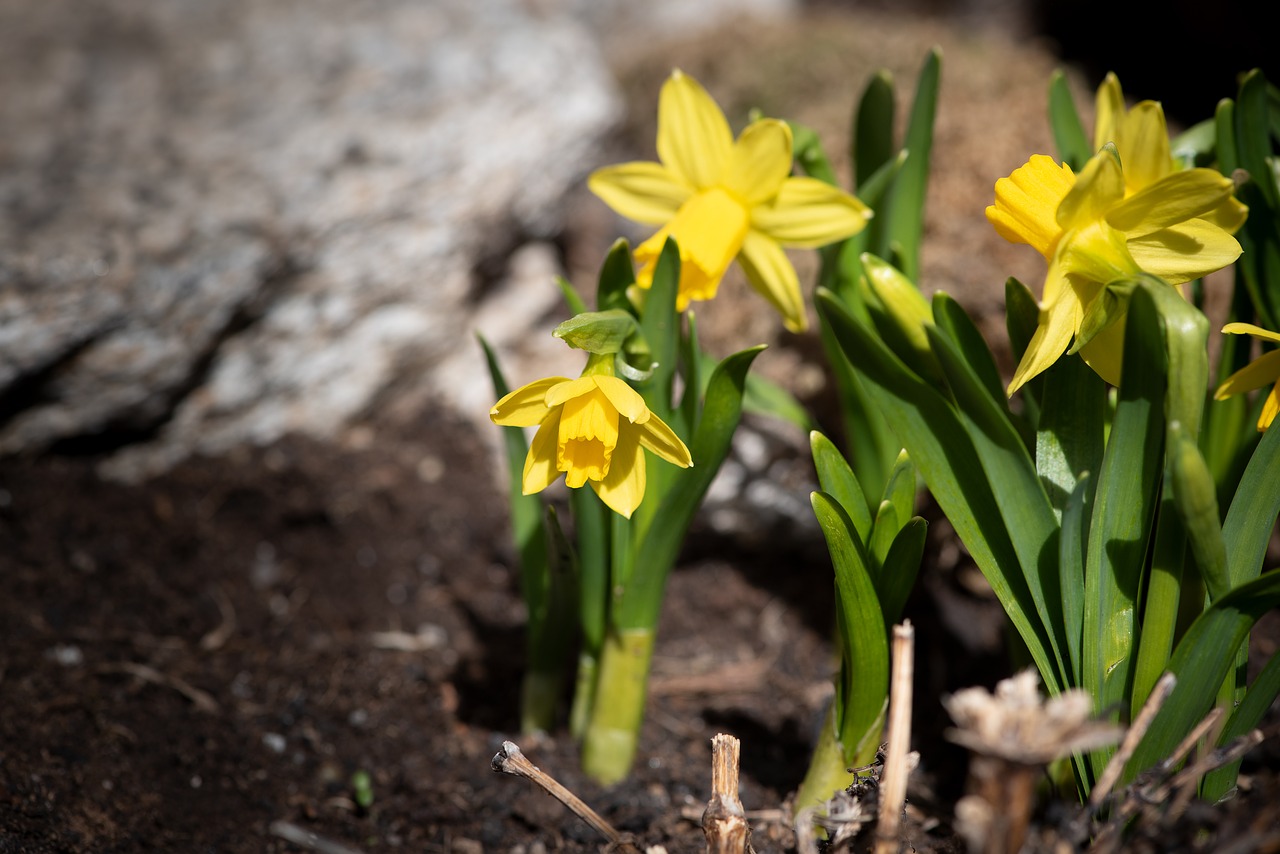 garden  spring  daffodils free photo