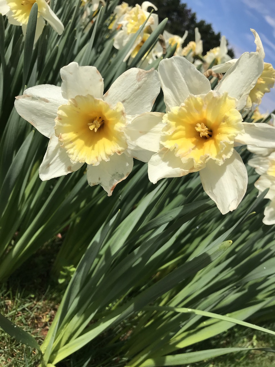 garden  spring  bloom free photo