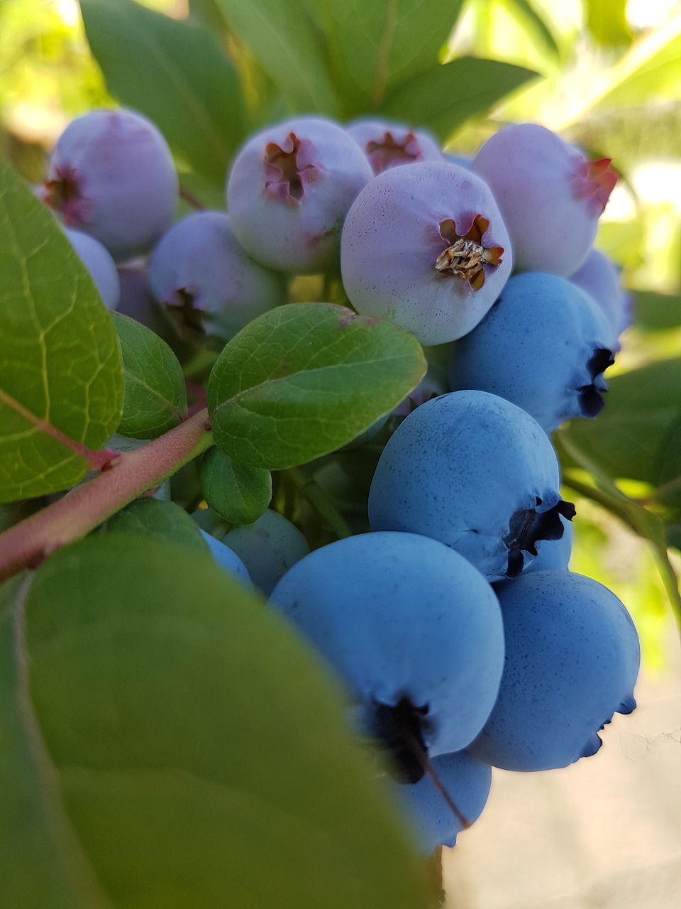 garden  blueberries  fruits free photo