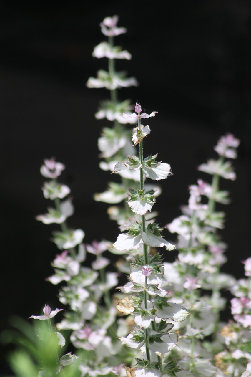 garden  plant  stem free photo