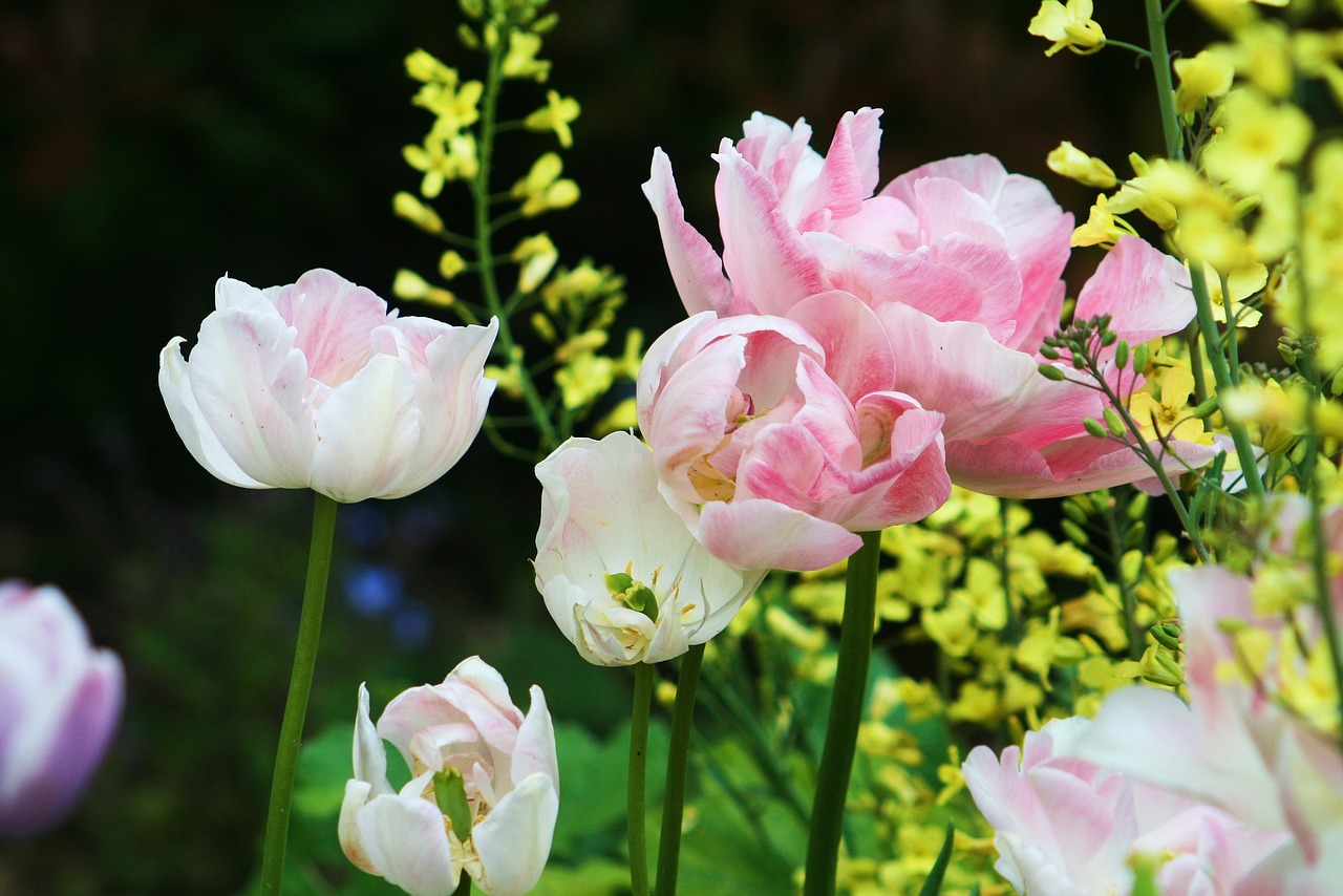 garden  tulip  spring free photo