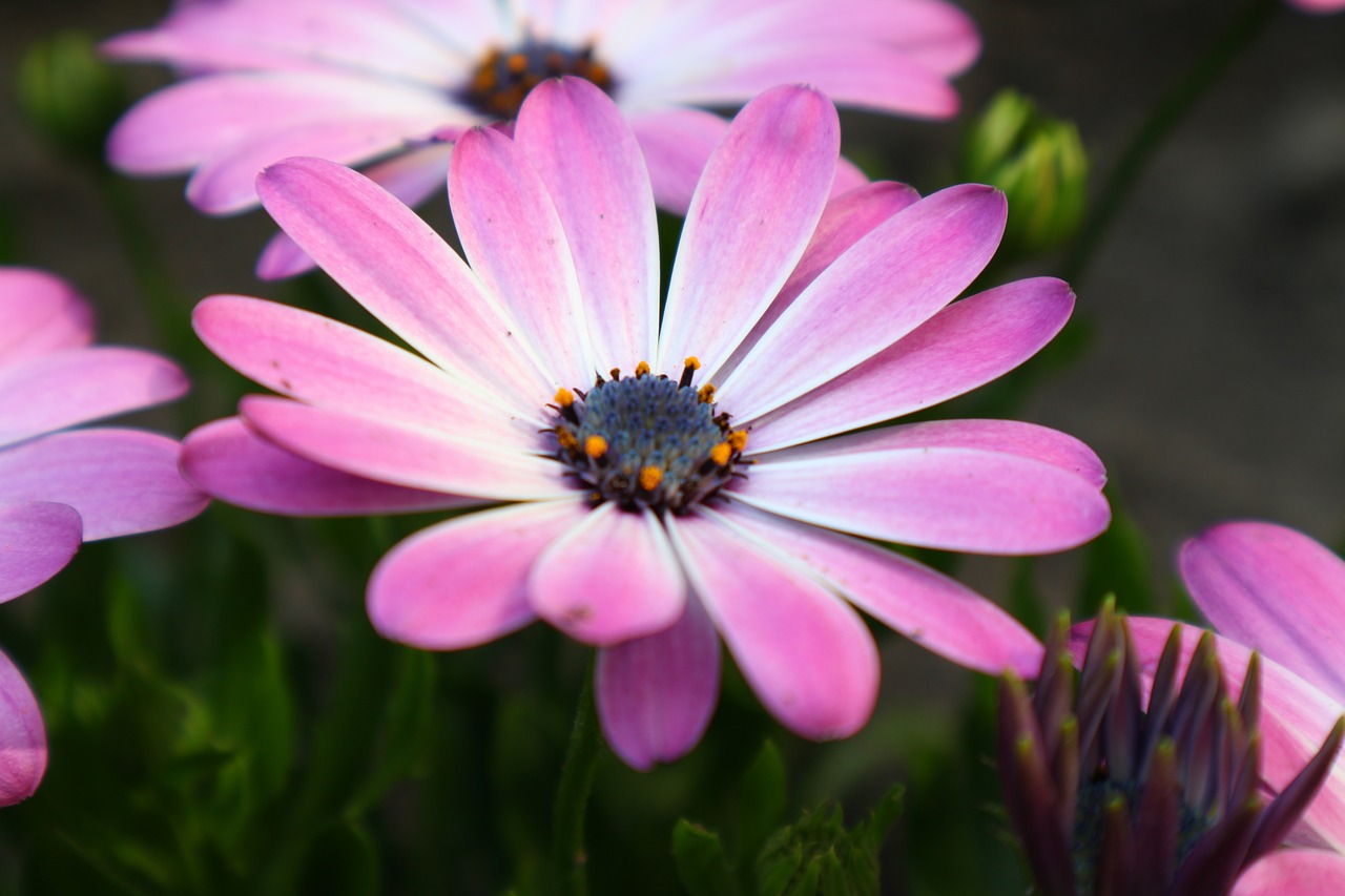 garden  flower  plant free photo