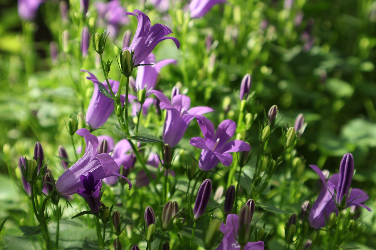 garden  flower  plant free photo