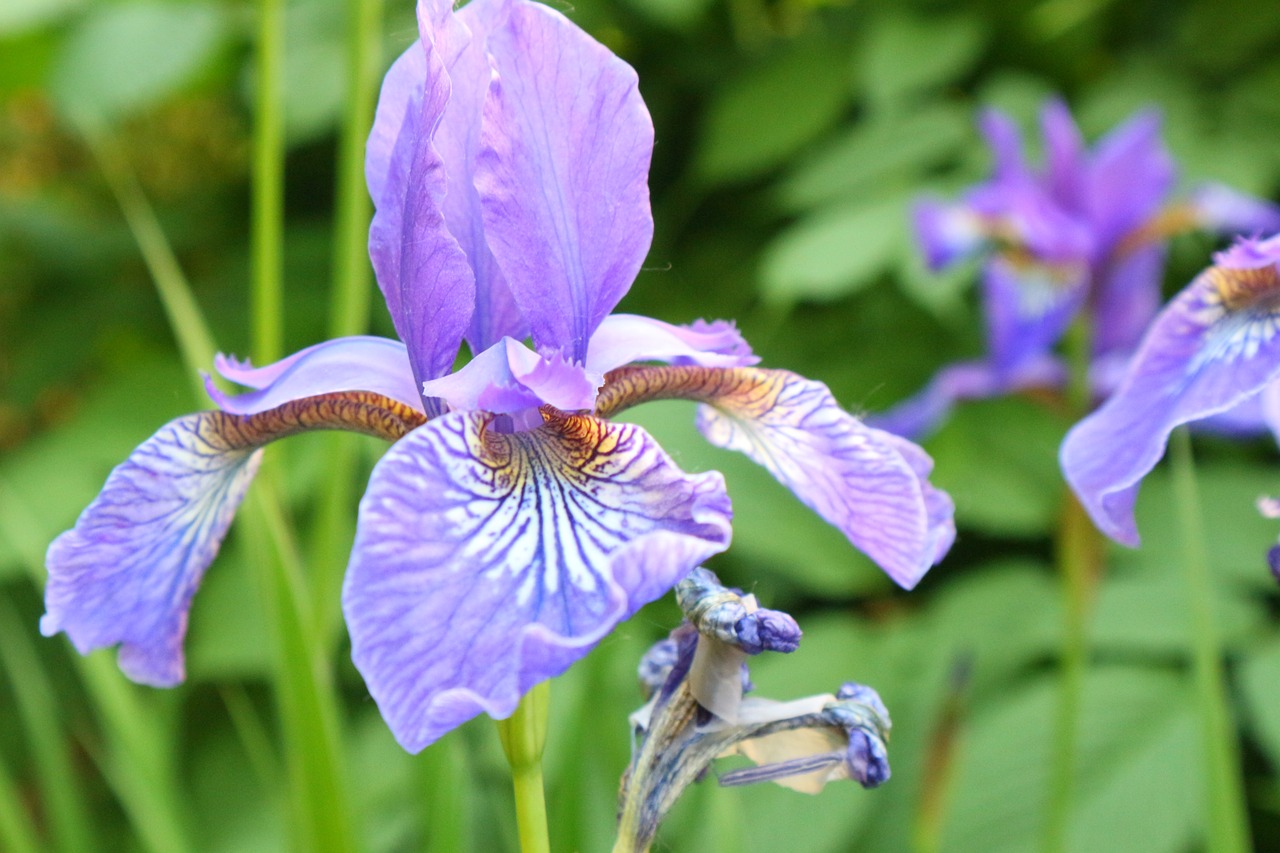 garden  flower  plant free photo