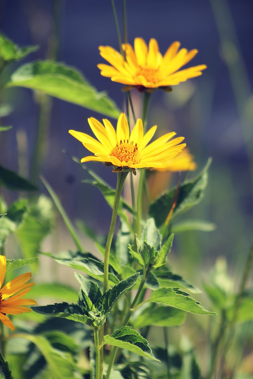 garden  flower  nature free photo