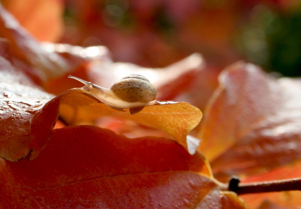 garden  foliage  snail free photo