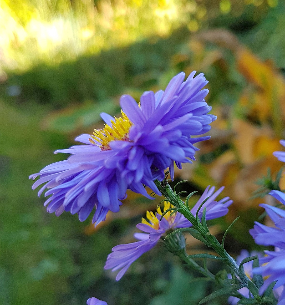 garden  blossom  bloom free photo