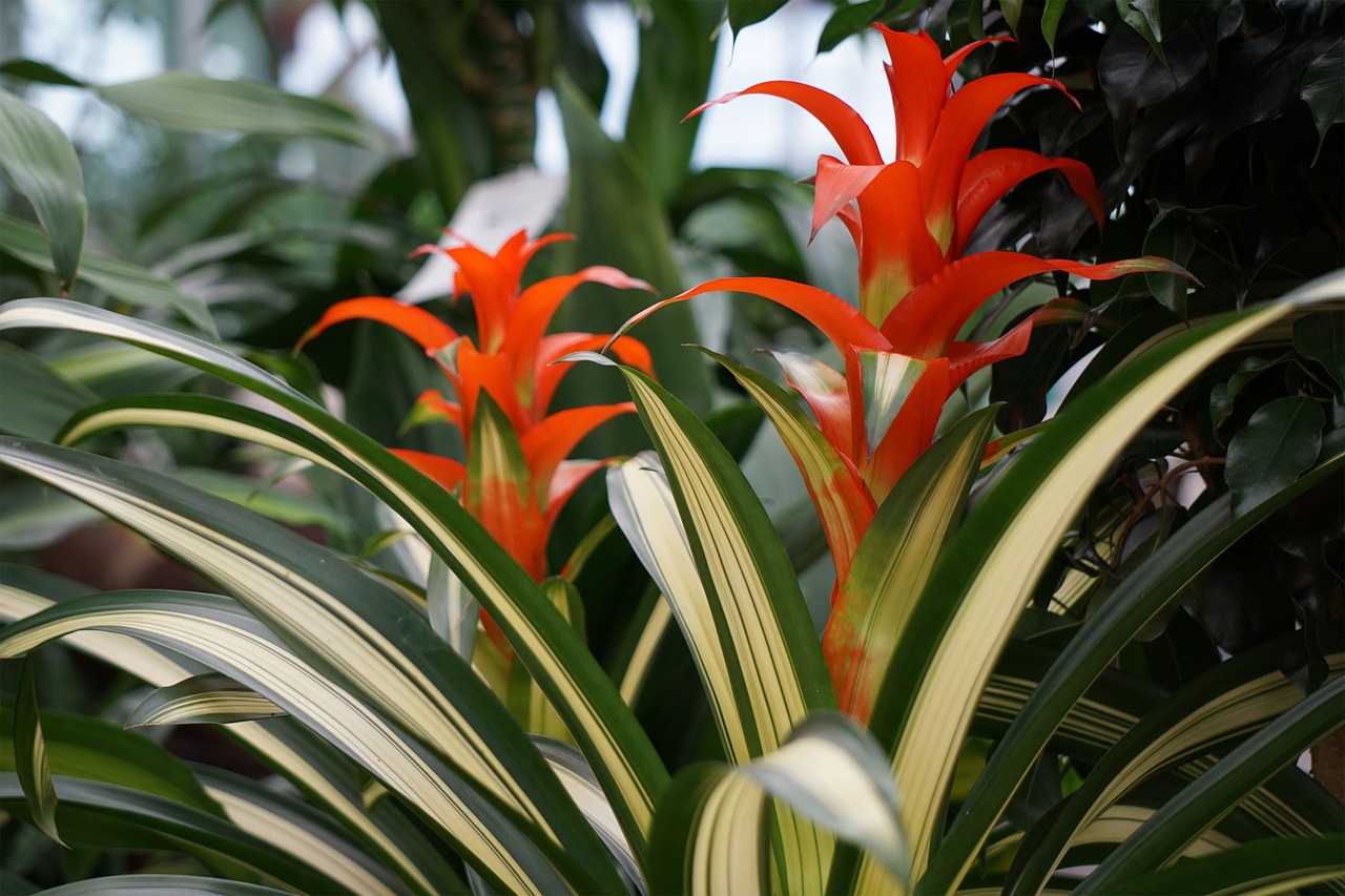 garden  red  nature free photo