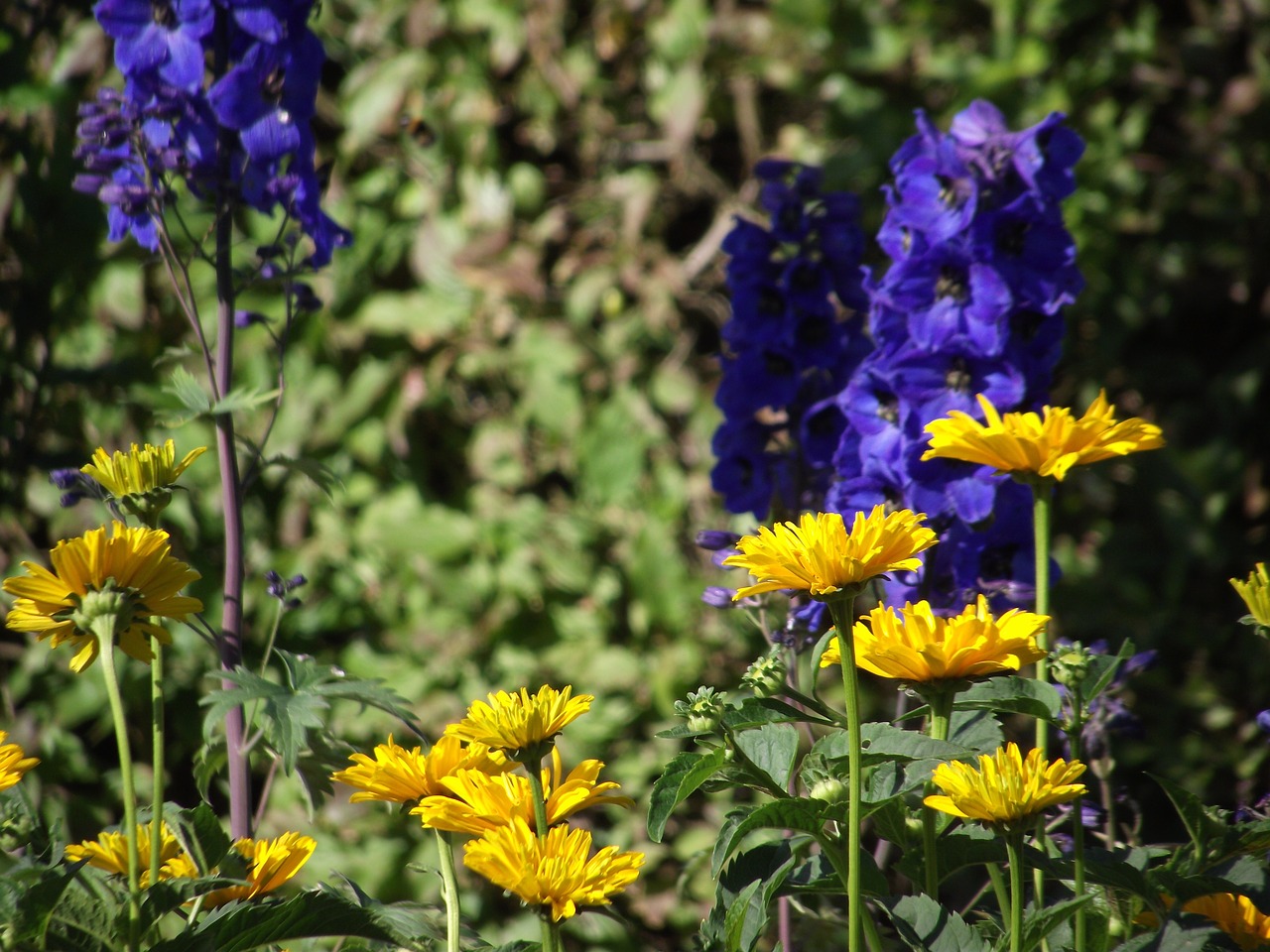 garden  flowers  yellow free photo