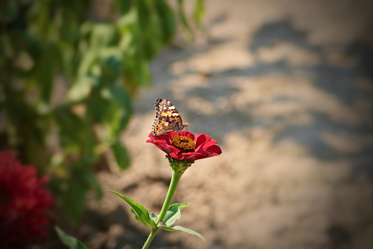 garden  flower  butterfly free photo