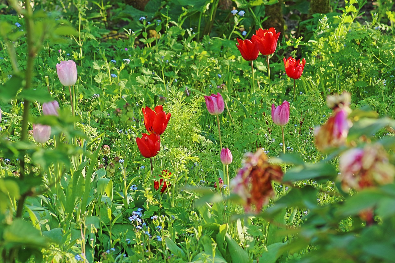 garden  flowers  spring free photo