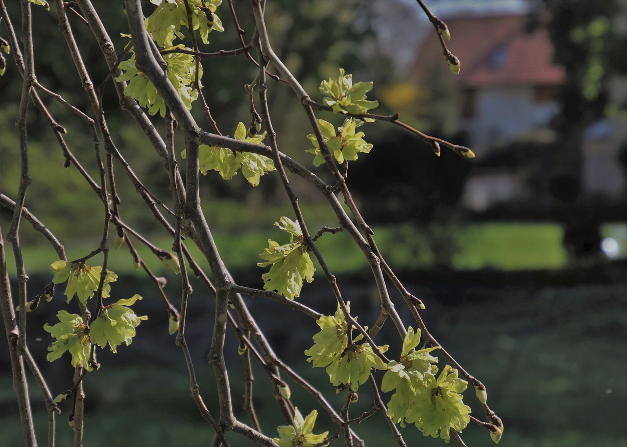 garden  mystery  scenery free photo