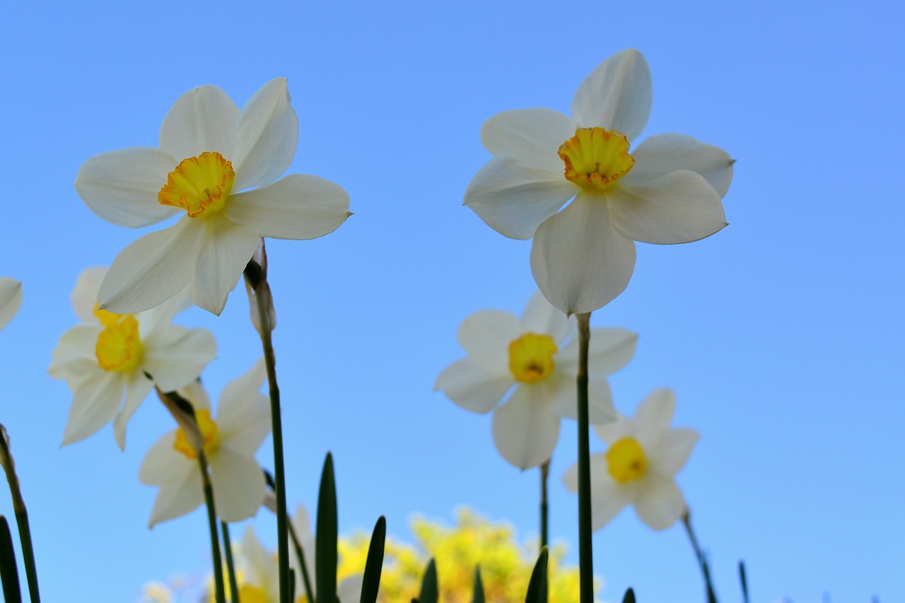 garden  narcissus  bright free photo