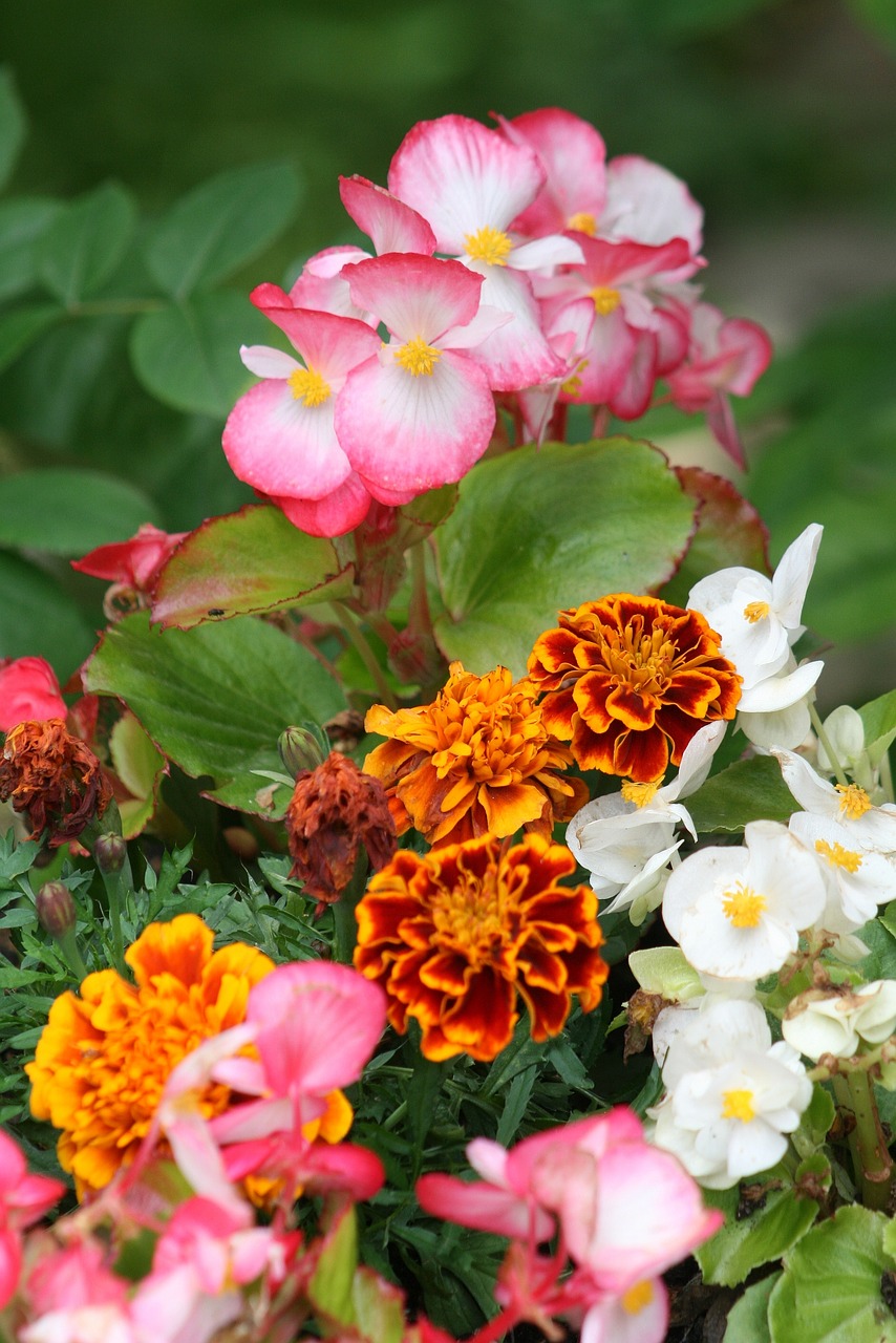 garden  tagetes  flower free photo