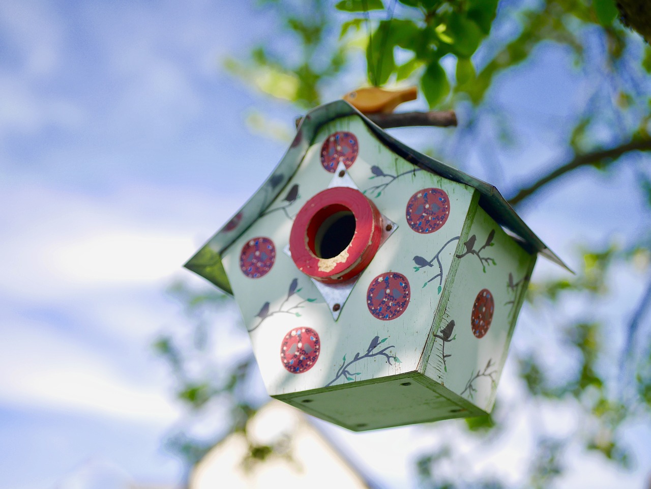 garden  nature  spring free photo