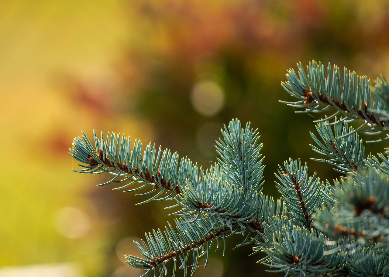 garden  tree  spruce free photo