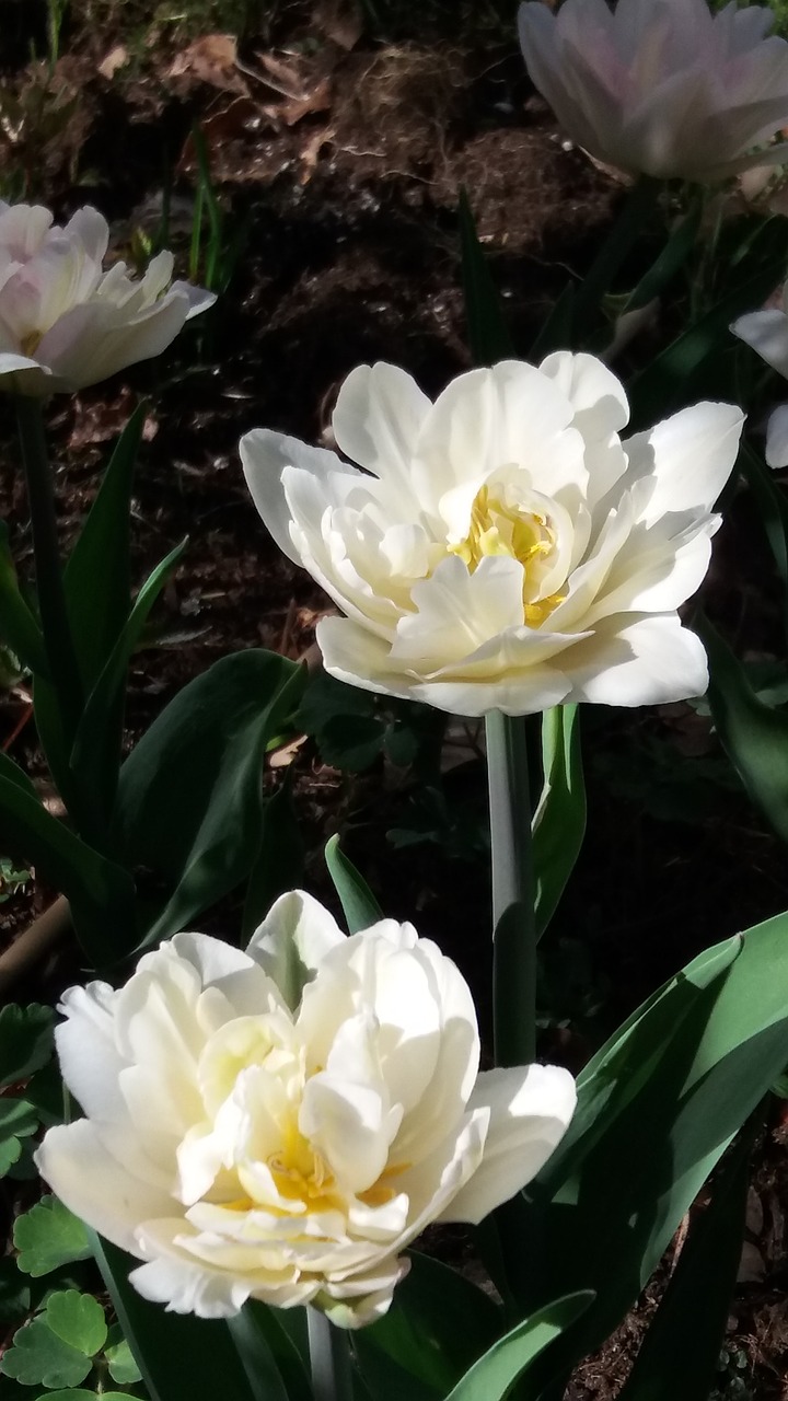 garden  tulips  april free photo