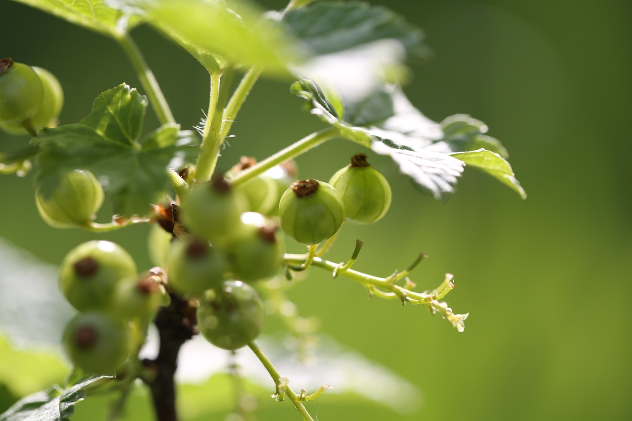 garden  plant  nature free photo