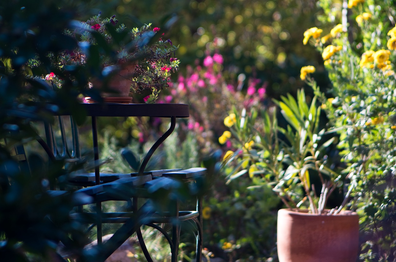 garden  light  in the morning free photo