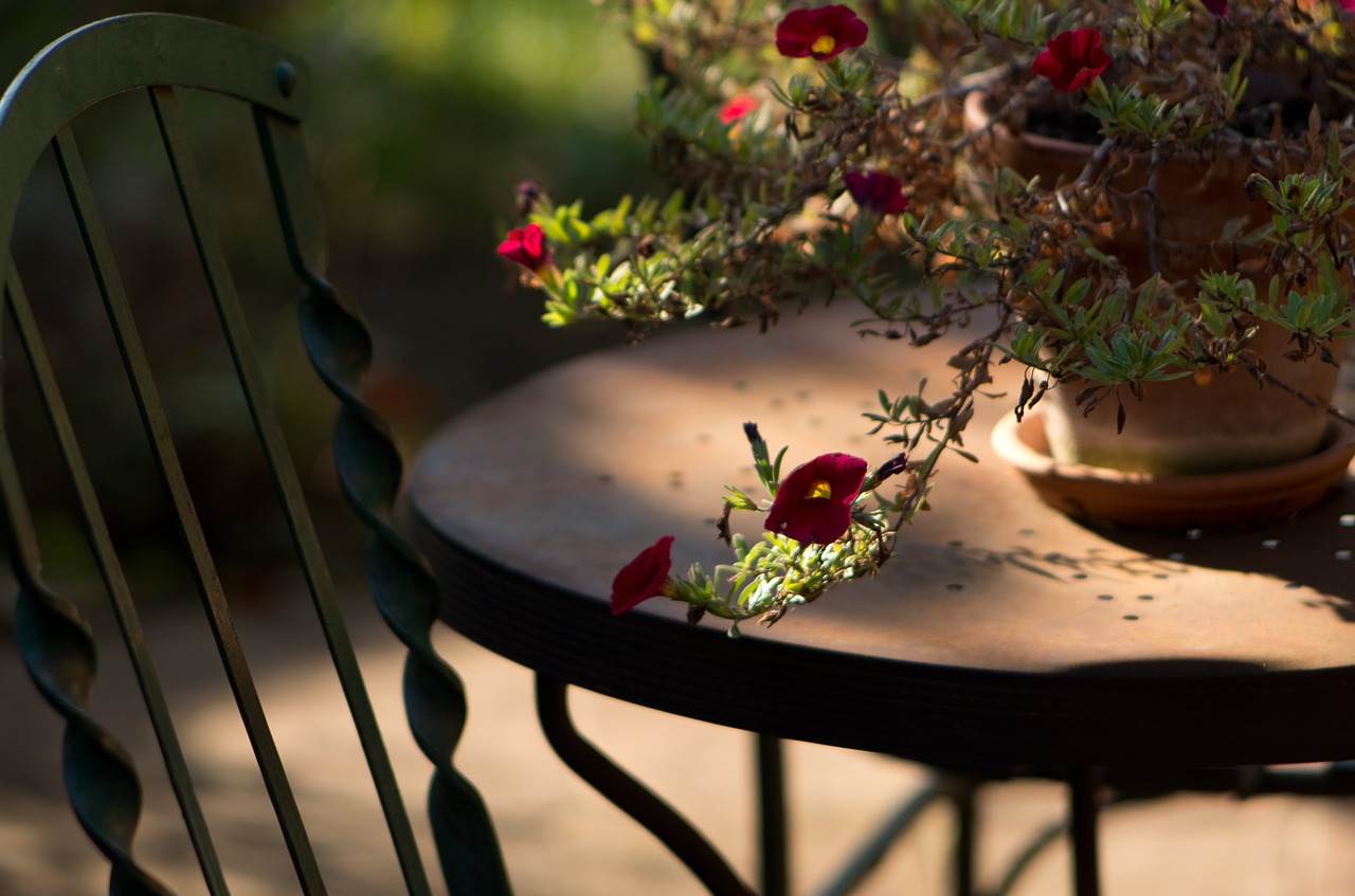 garden  light  in the morning free photo