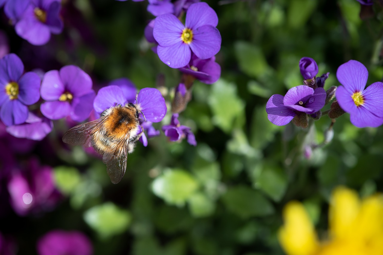 garden  flowers  hummel free photo