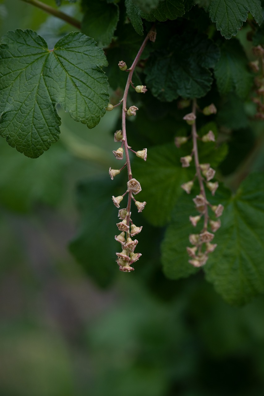 garden  vegetable garden  currant free photo