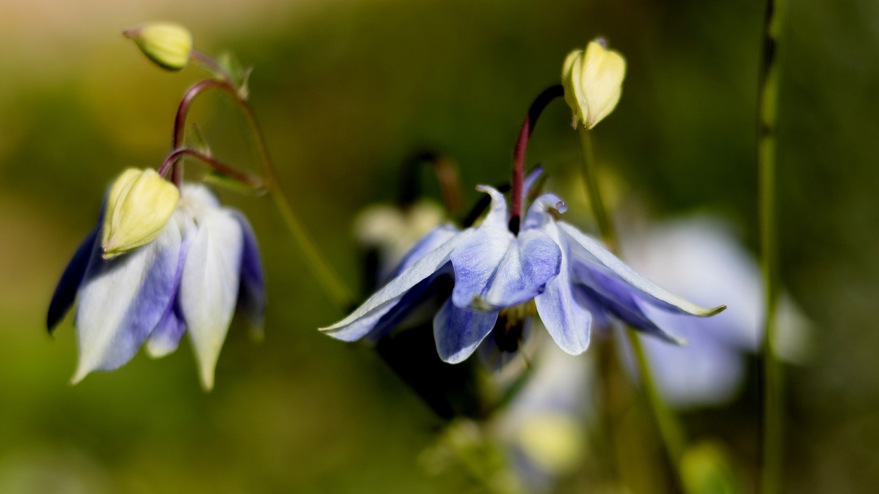 garden  flowers  spring free photo