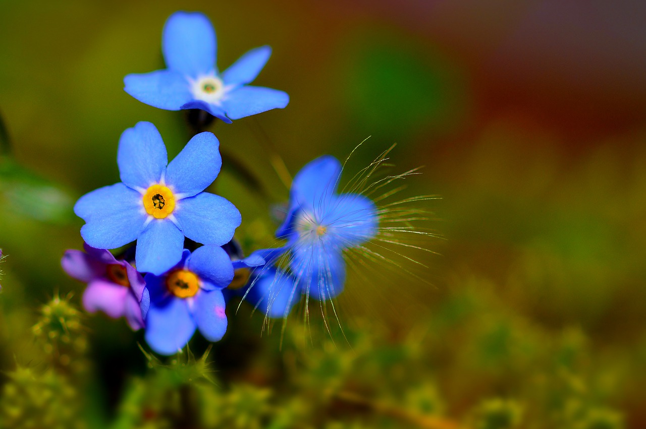 garden  flowers  close up free photo