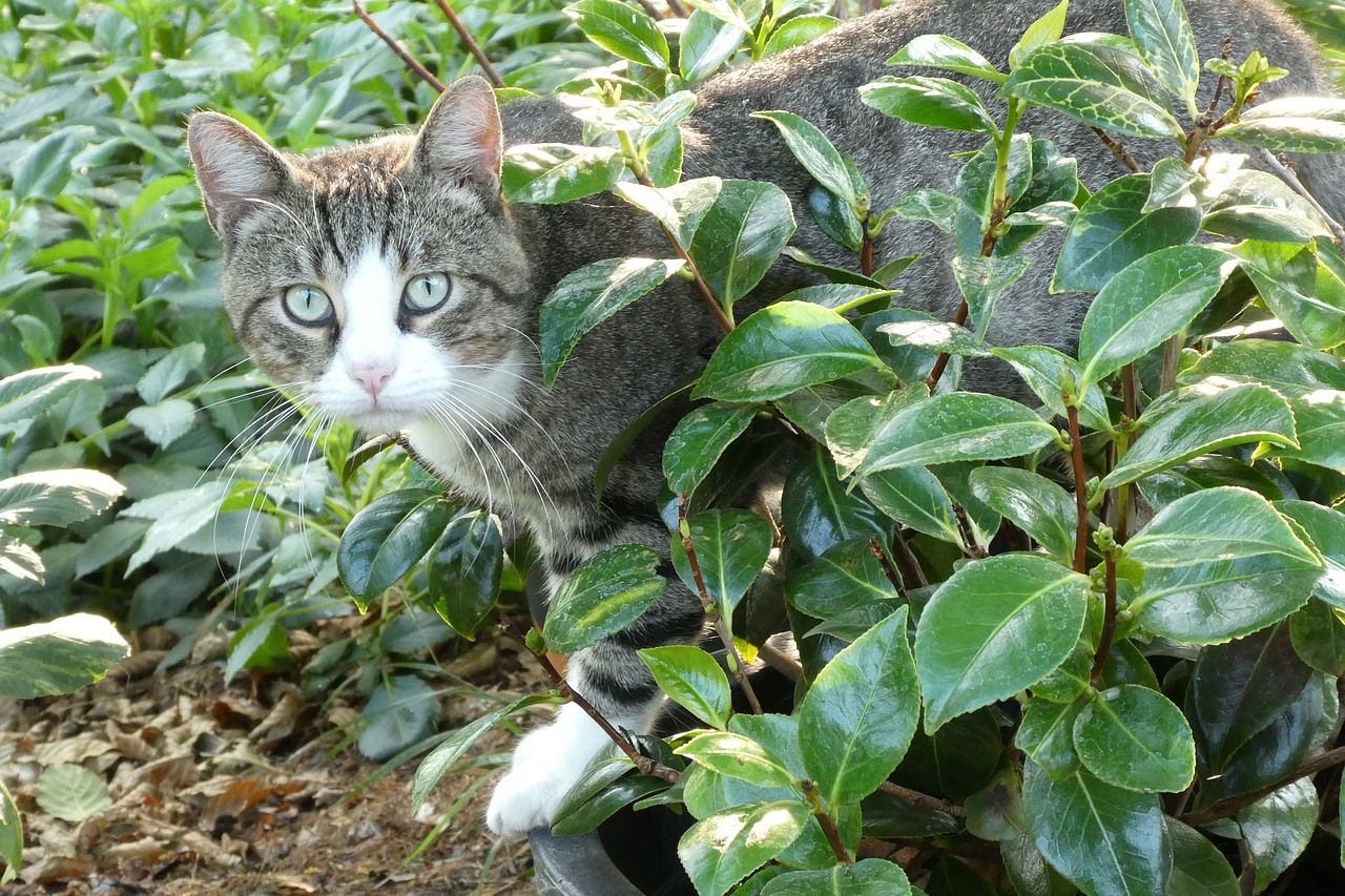 garden  cat  pet free photo