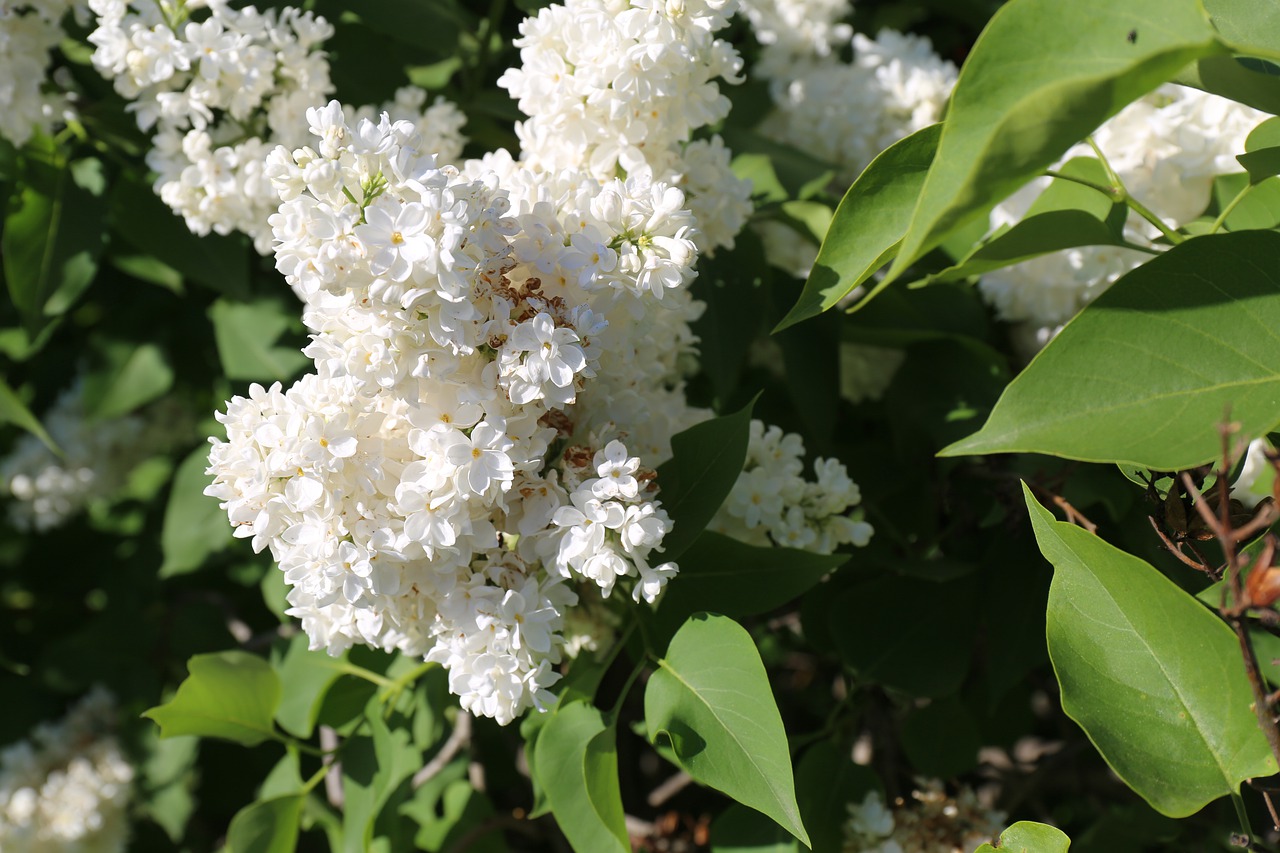 garden  flowering  floral free photo