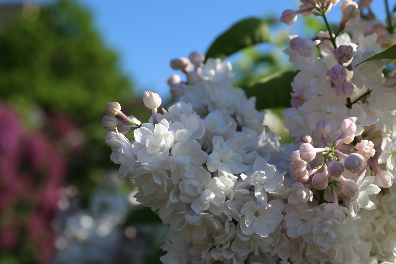 garden  flowering  floral free photo