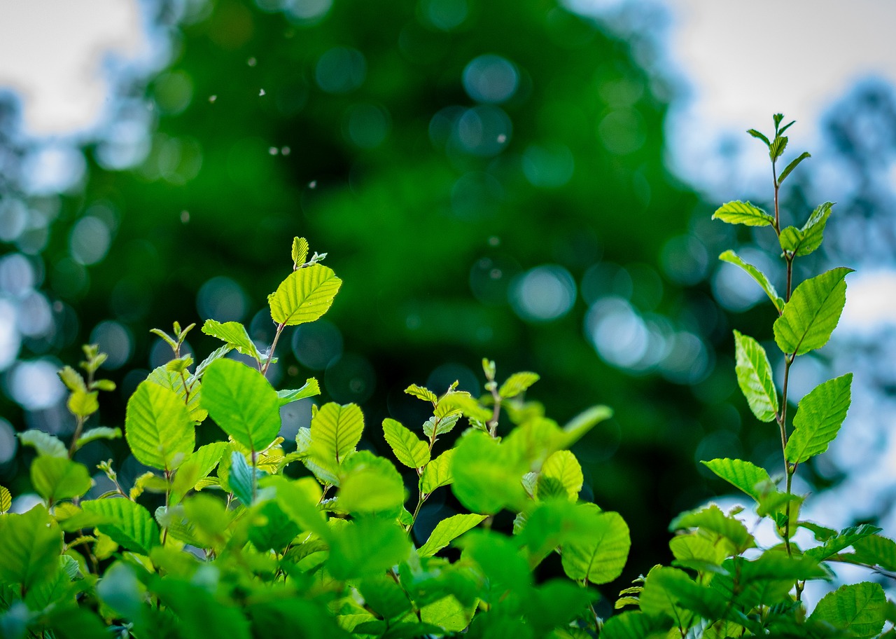 garden  green  bokeh free photo