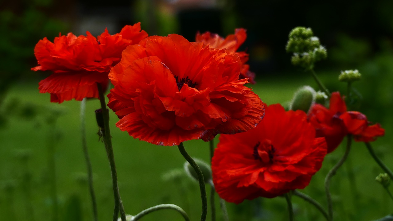 garden  red  poppy free photo