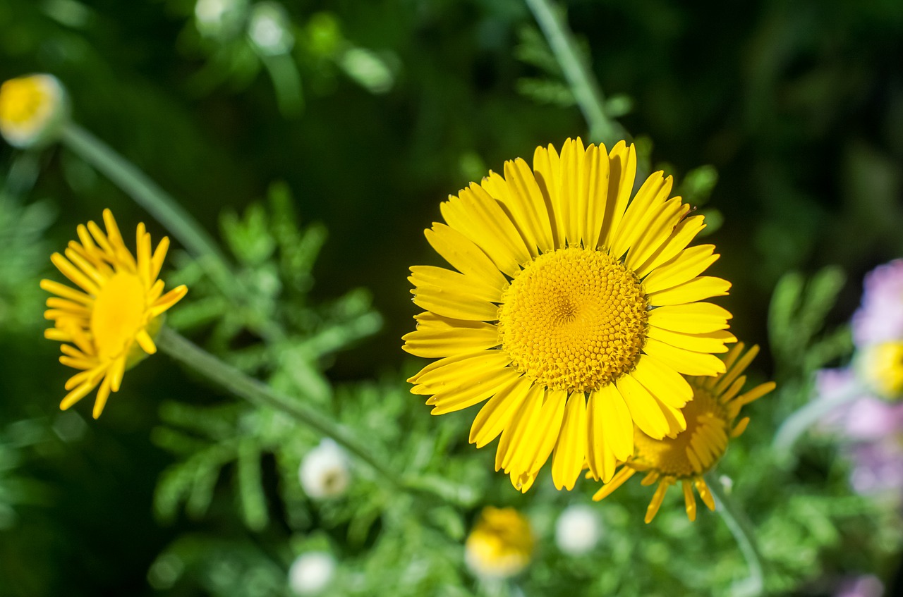 garden  flower  petals free photo