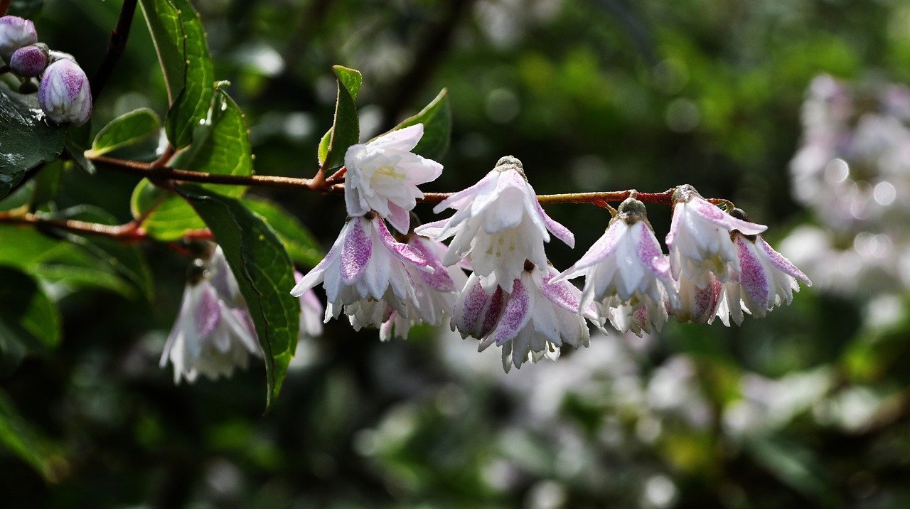 garden  sprig  flowers free photo