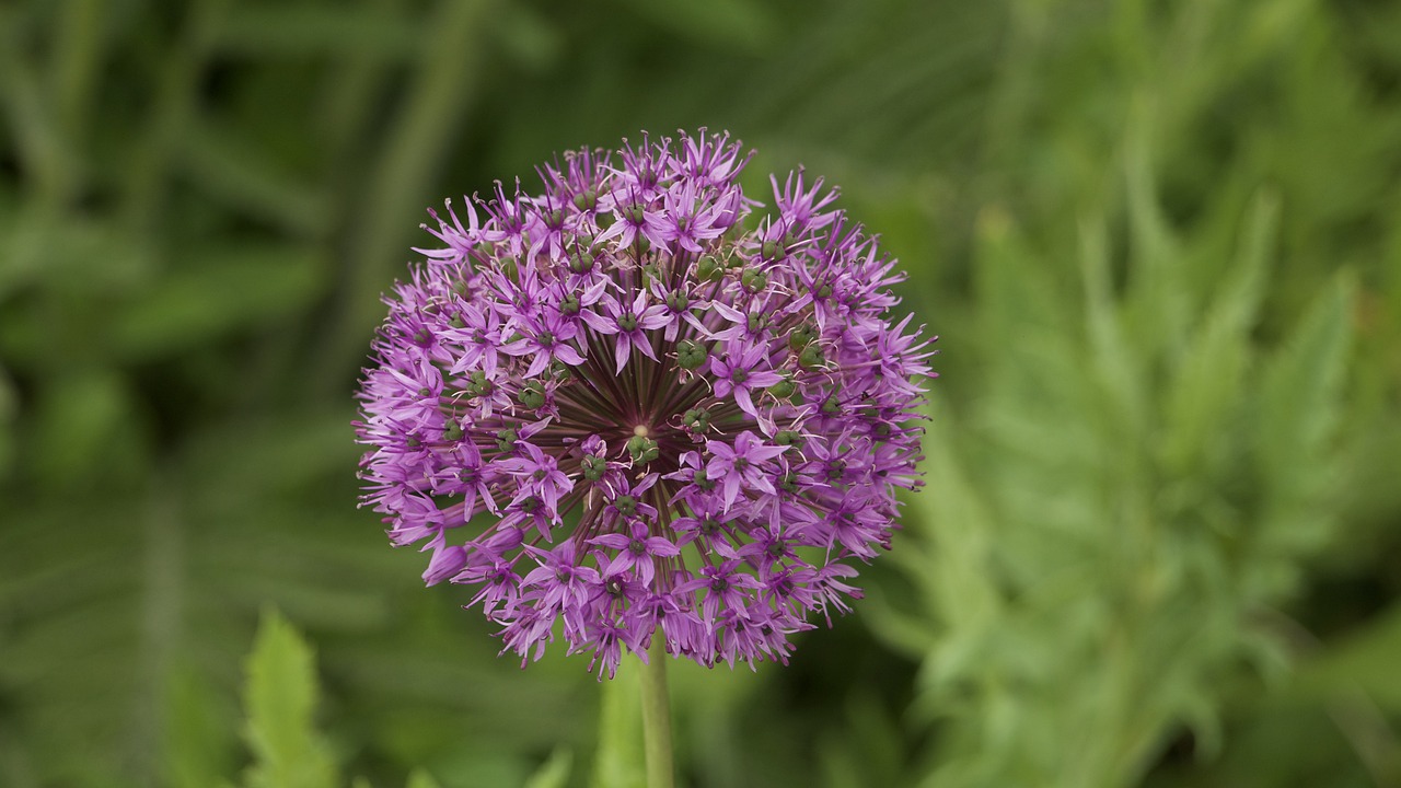 garden  flowers  nature free photo