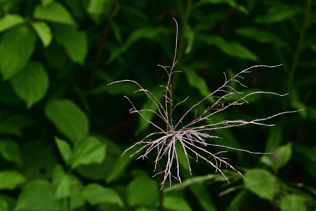 garden  branch  dry free photo