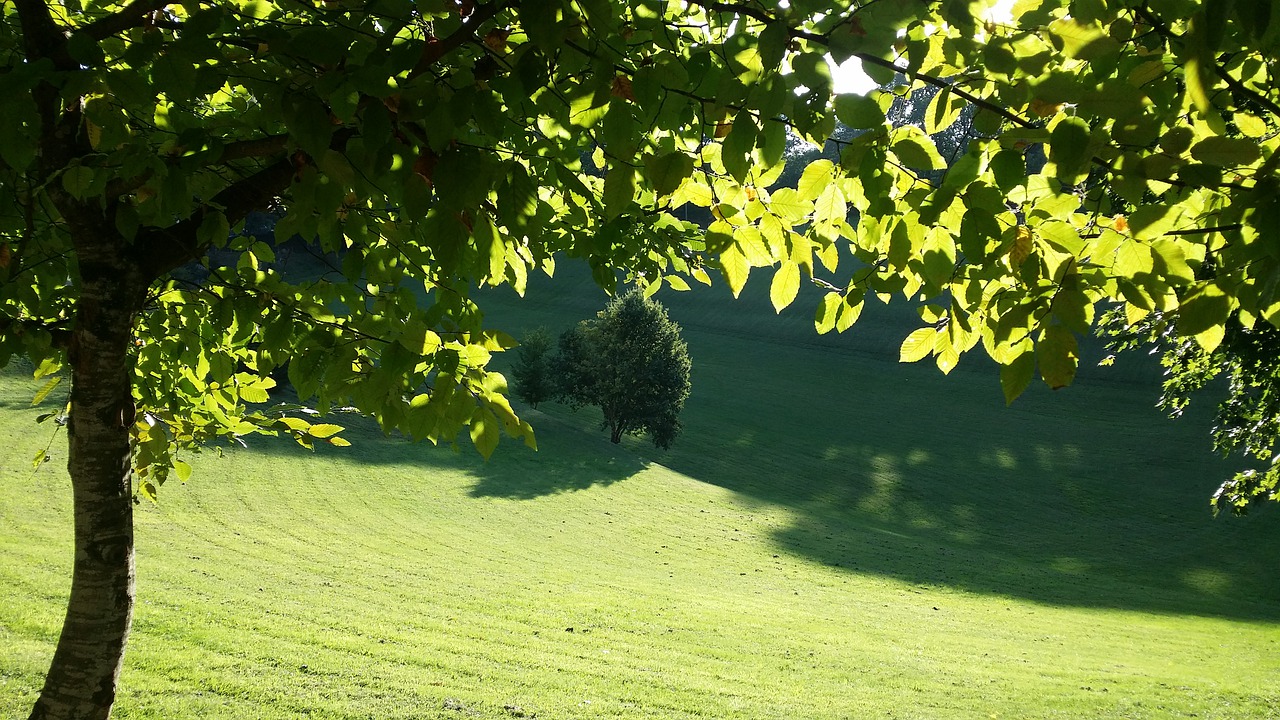 garden  green  park free photo