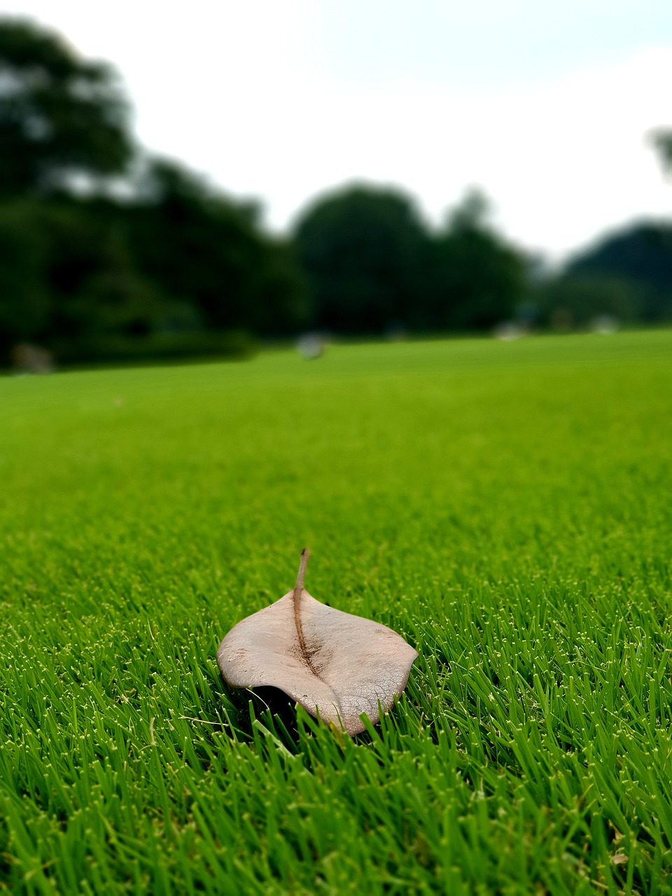 garden  grass  the leaves free photo