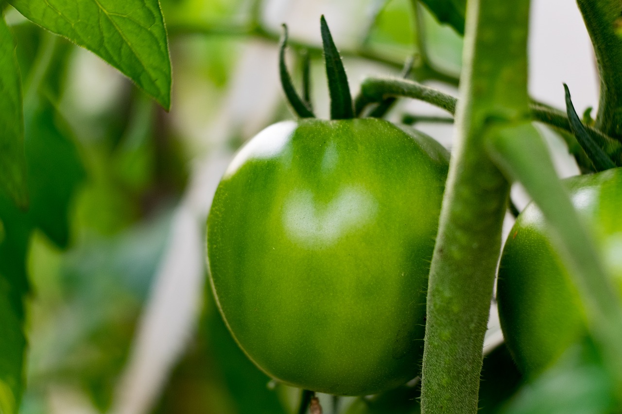 garden  tomato  green free photo