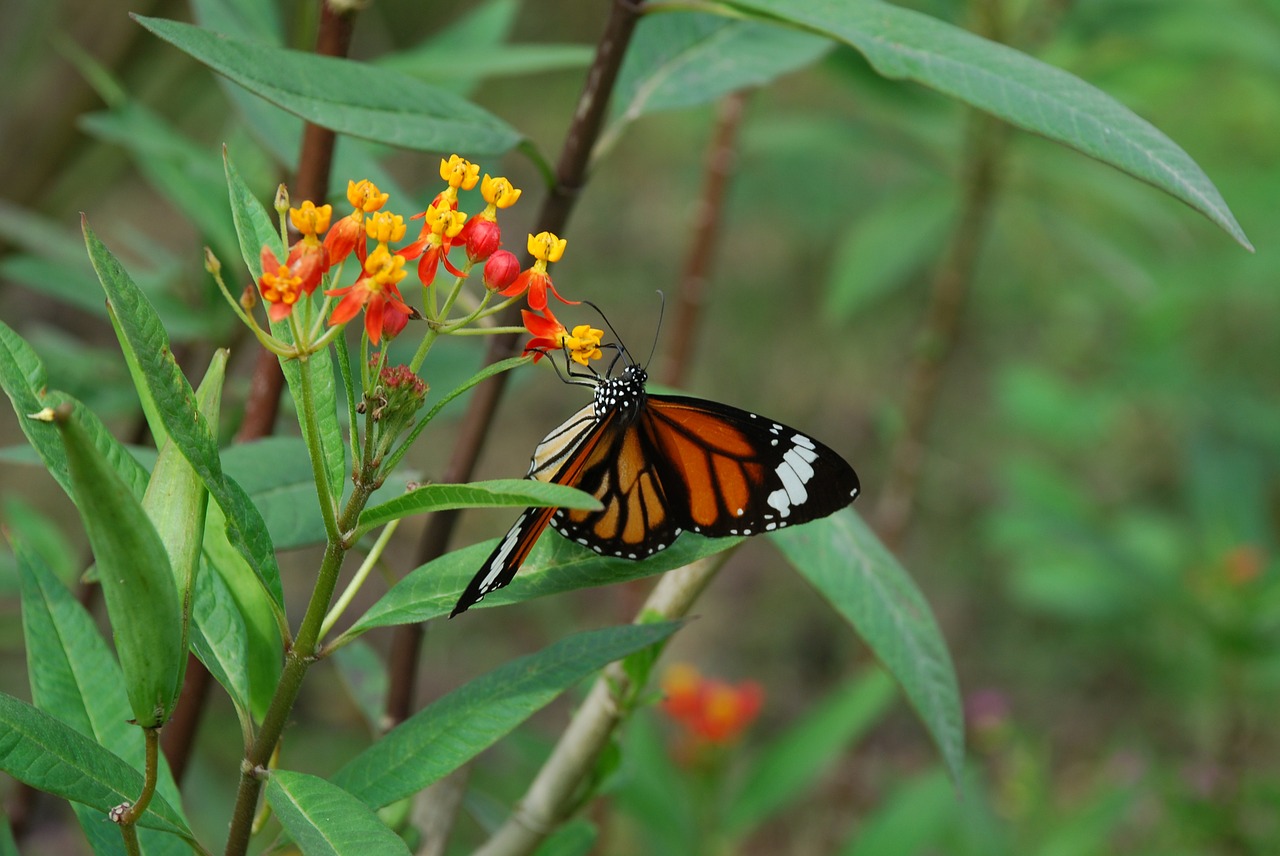 garden butterfly insect free photo