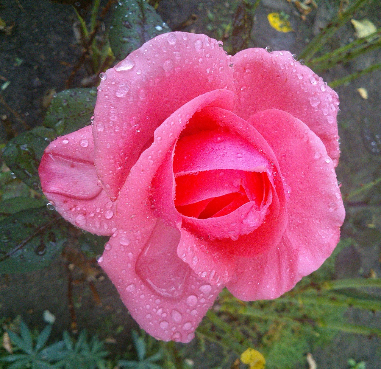 garden red flower free photo