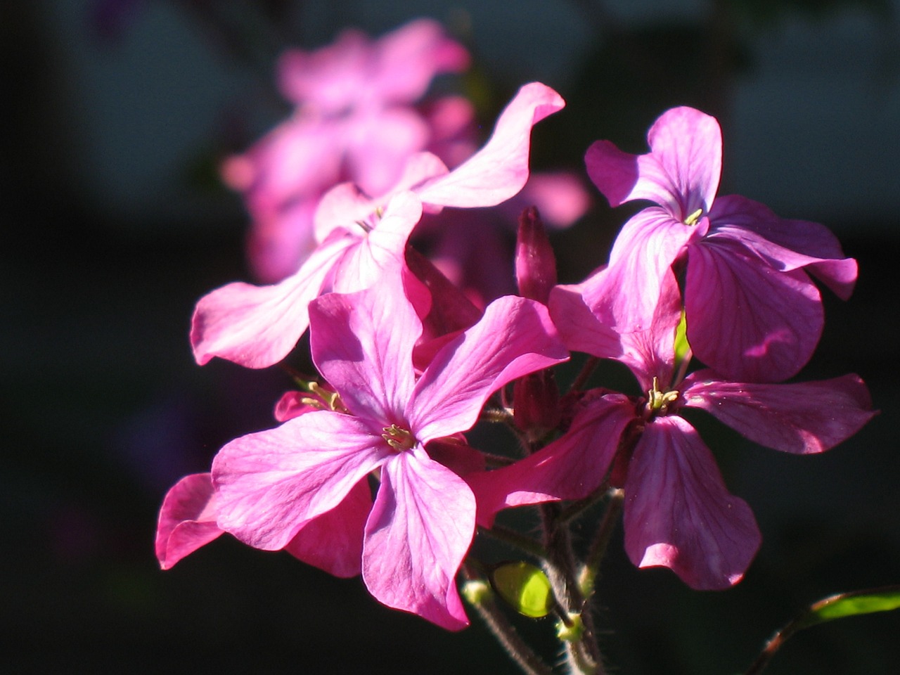 garden flowers summer free photo