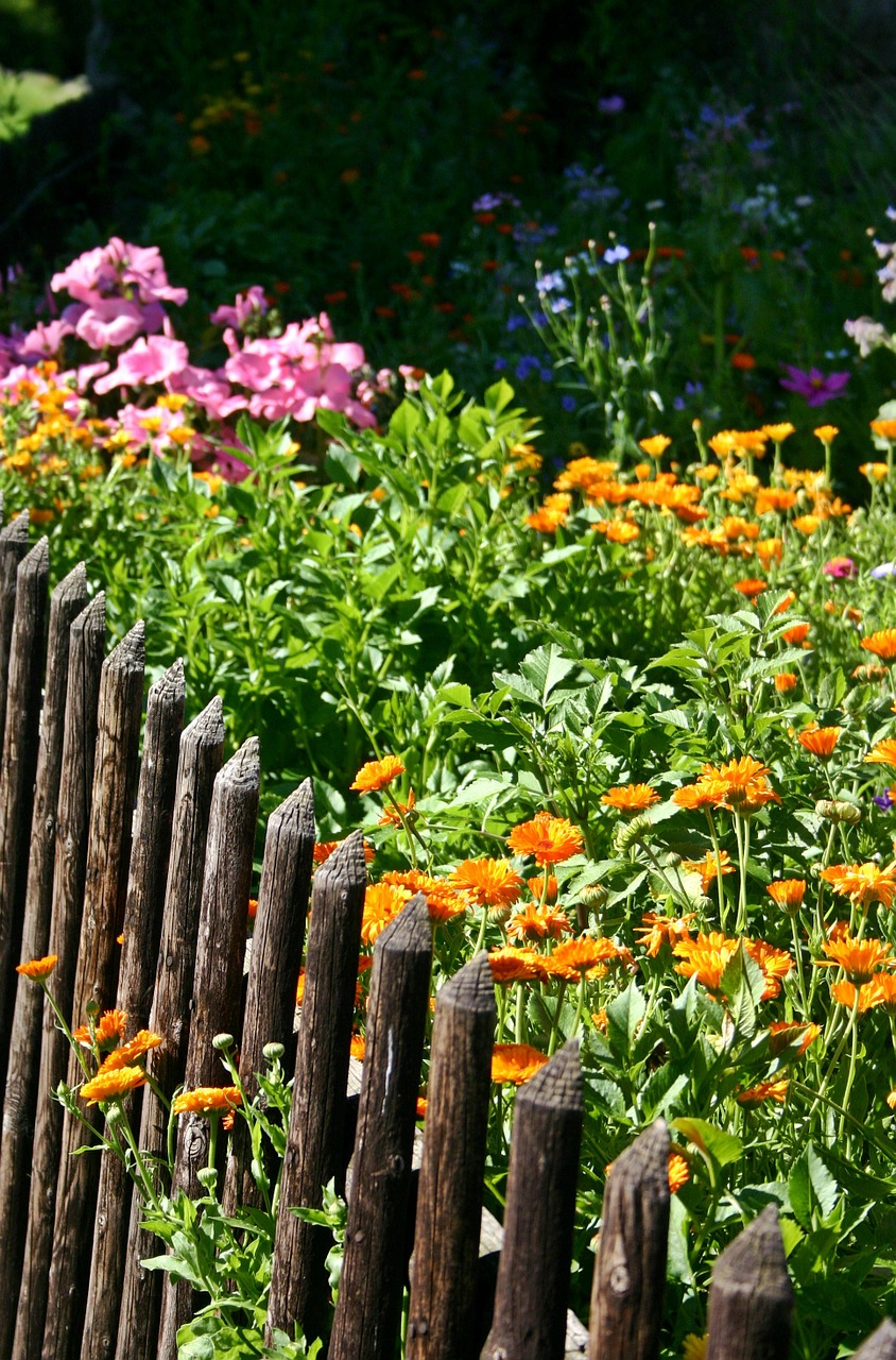 garden plant summer free photo